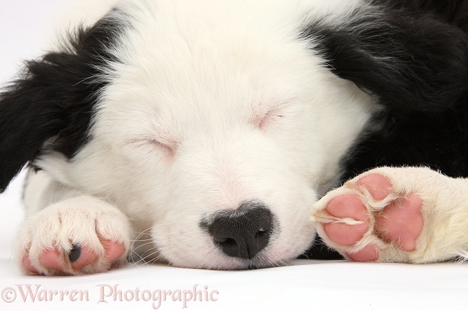 Seeping black-and-white Border Collie puppy, white background