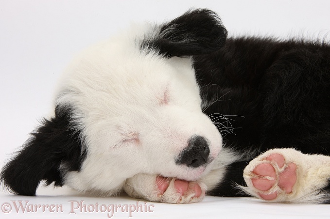 Seeping black-and-white Border Collie puppy, white background