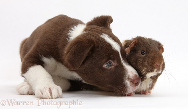Chocolate Border Collie bitch pup and Guinea pig, white background