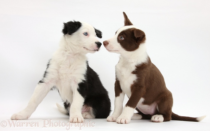 Chocolate and black-and-white Border Collie puppies, white background
