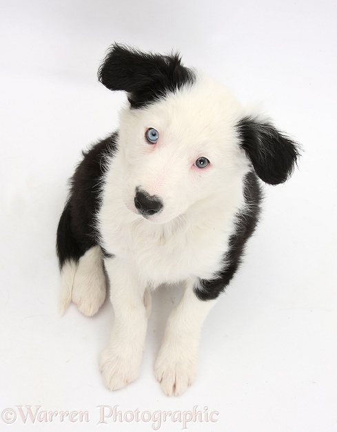 Black-and-white Border Collie puppy sitting looking up, white background