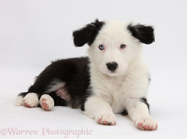 Black-and-white Border Collie puppy, white background