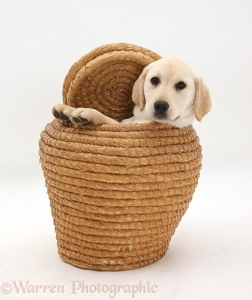 Yellow Labrador Retriever pup, 4 months old, in straw laundry basket, white background