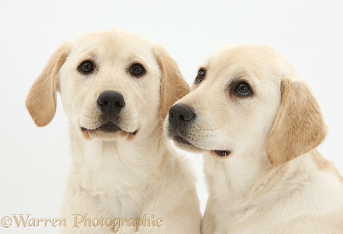 Yellow Labrador Retriever pups, 4 months old, white background