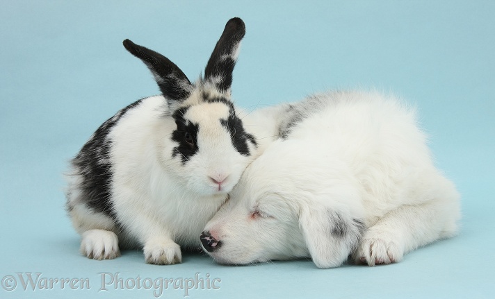 Mostly white Border Collie pup, Gracie, 8 weeks old, with black-and-white rabbit, Bandit, on blue background