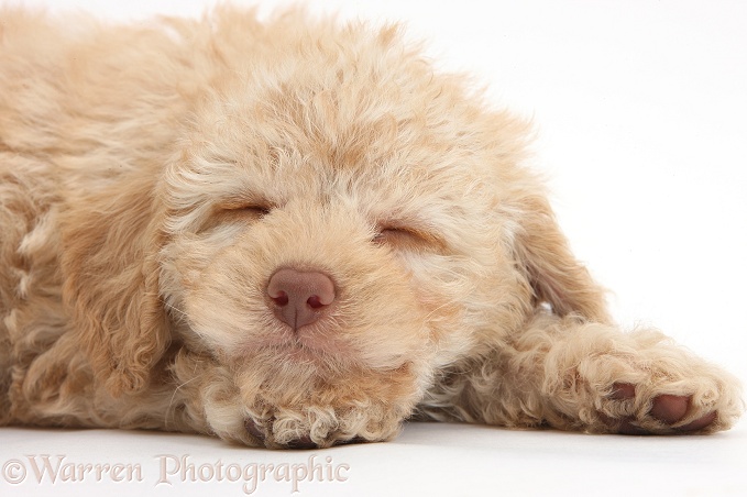 Sleepy toy Labradoodle puppy, white background