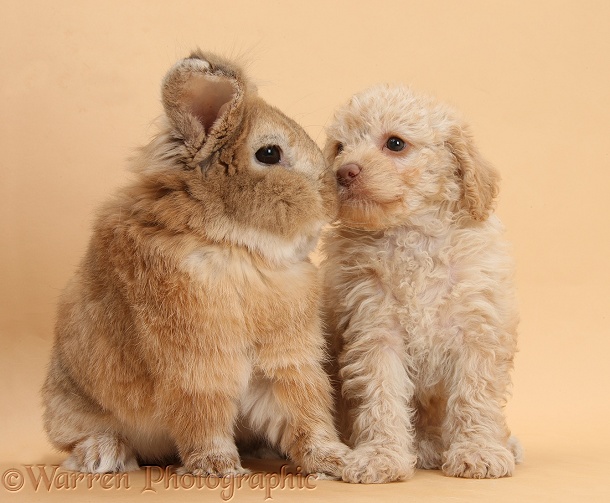 Toy Labradoodle puppy and Lionhead-cross rabbit, Tedson, on beige background