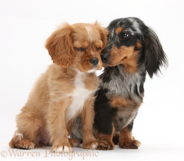 Cavalier King Charles Spaniel pup, Star, with black-and-tan Dachshund bitch, Puzzel, white background
