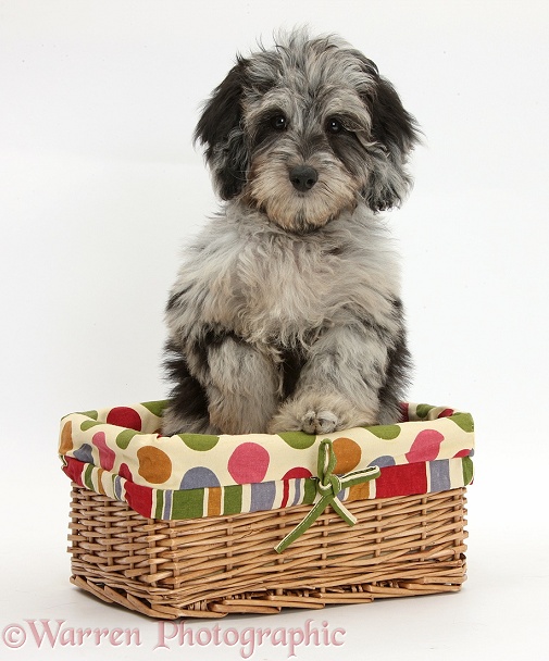Fluffy black-and-grey Daxie-doodle pup, Pebbles, in a wicker basket, white background