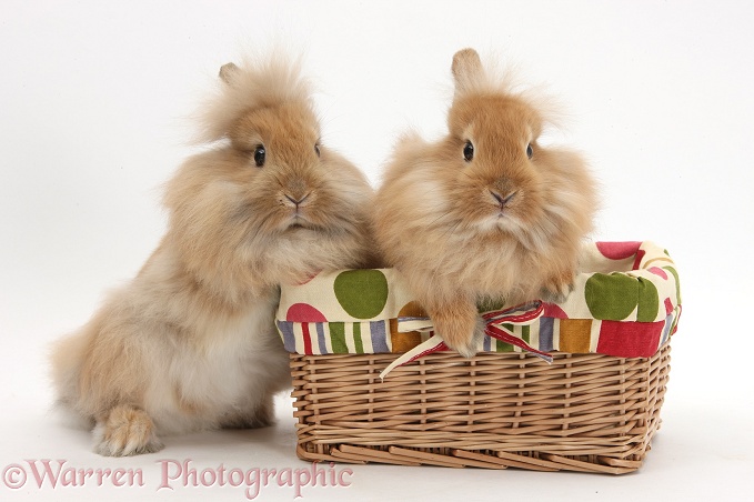 Lionhead-cross Bunnies in a basket, white background