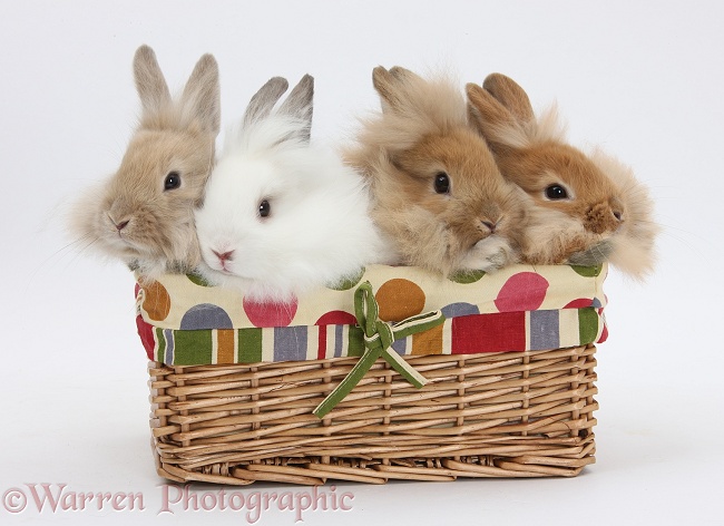 Four Lionhead-cross Bunnies in a basket, white background