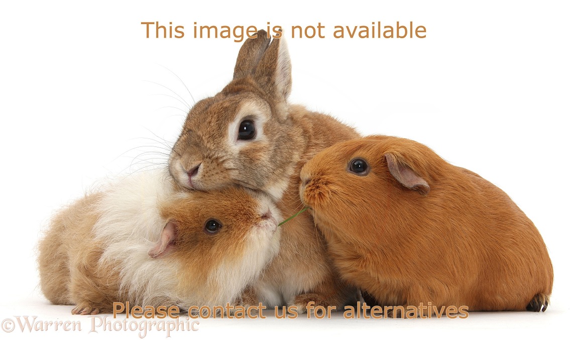 Netherland Dwarf-cross rabbit, Peter, and two Guinea pigs, white background