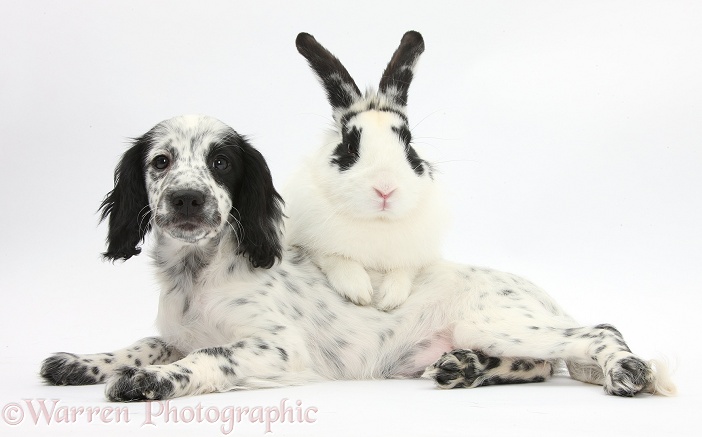 Black-and-white Border Collie x Cocker Spaniel puppy, 11 weeks old, with matching rabbit, Bandit, white background
