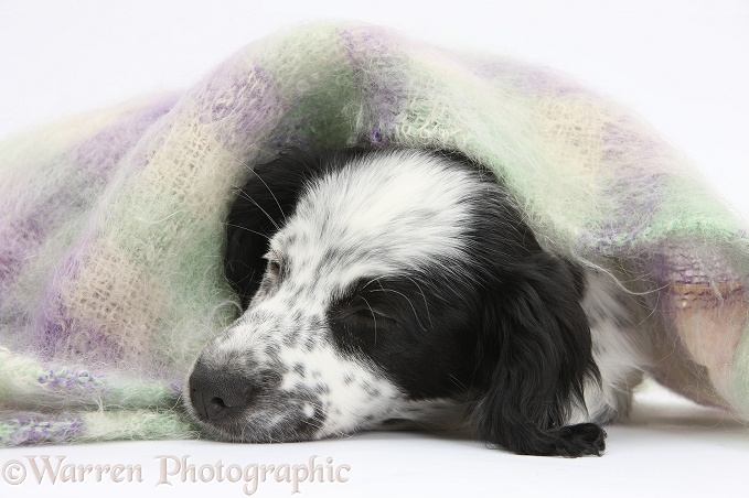 Black-and-white Border Collie x Cocker Spaniel puppy, 11 weeks old, sleeping under a scarf, white background