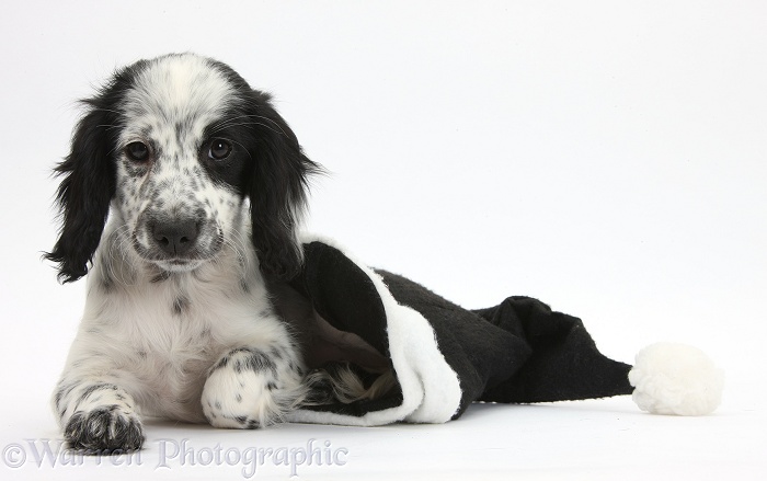 Black-and-white Border Collie x Cocker Spaniel puppy, 11 weeks old, in a black Father Christmas hat, white background