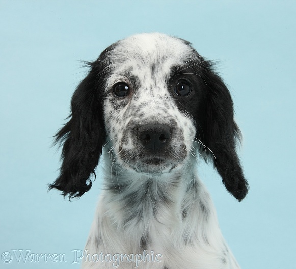 Black-and-white Border Collie x Cocker Spaniel puppy, 11 weeks old, on blue background