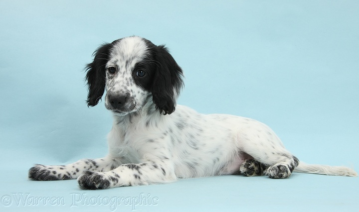 Black-and-white Border Collie x Cocker Spaniel puppy, 11 weeks old, on blue background