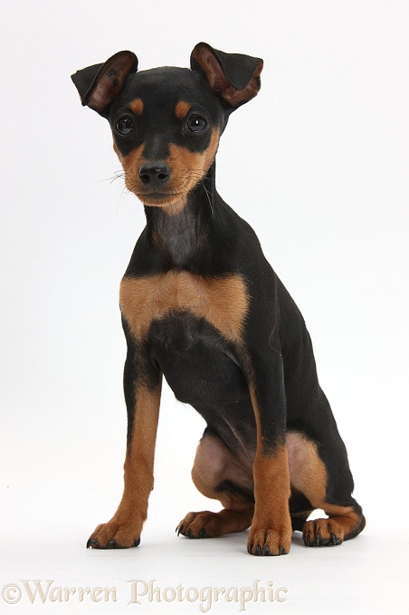 Miniature Pinscher puppy, Orla, sitting, white background
