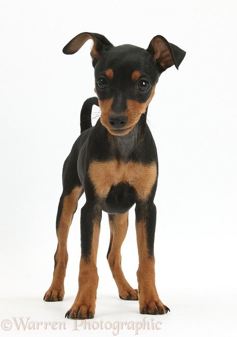 Miniature Pinscher puppy, Orla, standing, white background