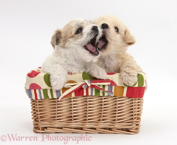 Bichon Frise x Yorkshire Terrier pups, 6 weeks old, in a wicker basket, white background