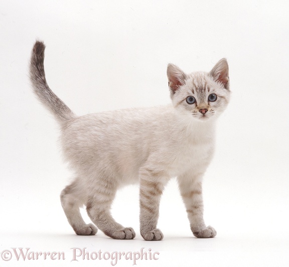 Sepia kitten standing, white background