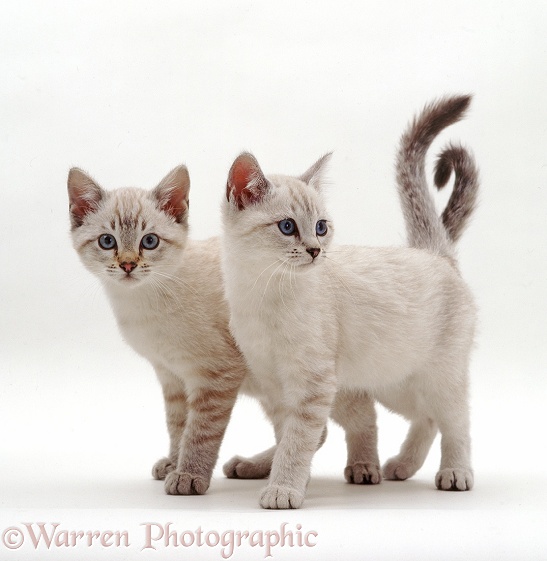 Sepia kittens standing, white background
