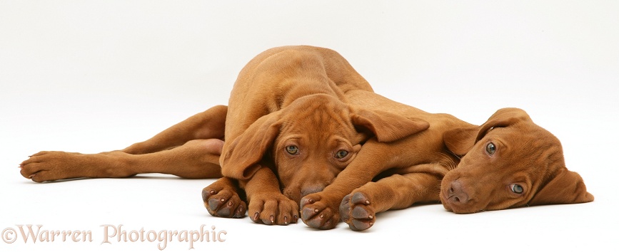 Hungarian Vizsla puppies lying together, white background