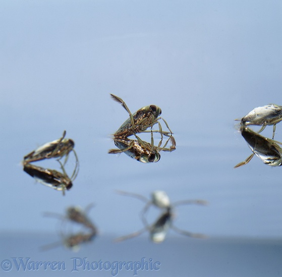 Water Boatmen or Backswimmers (Notonecta glauca) with reflections at the water surface.  Europe