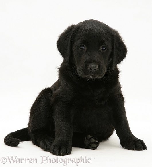Black Goldador pup, sitting, white background