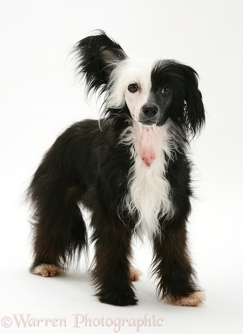 Black-and-white Chinese Crested dog, with skin condition, white background