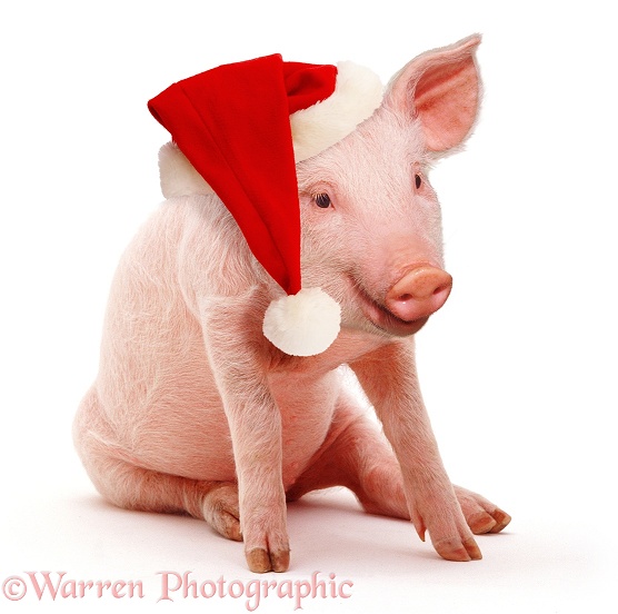 Middle White piglet, 3 weeks old, sitting and wearing a Father Christmas hat, white background