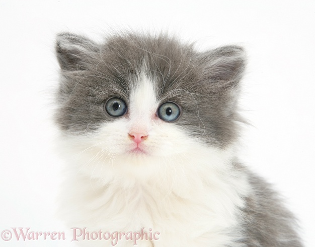 Grey-and-white kitten, white background