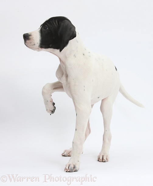 English Pointer puppy, Isla, 10 weeks old, standing with raised paw, white background