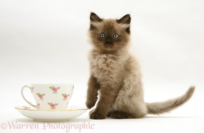 Chocolate Birman-cross kitten with teacup, white background