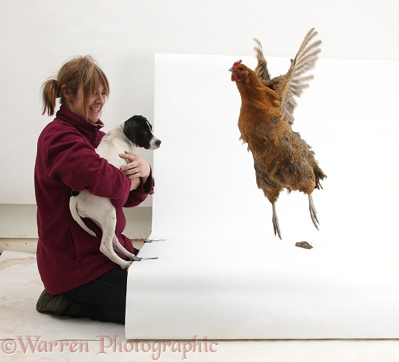Chicken does a poop and takes of from set, white background