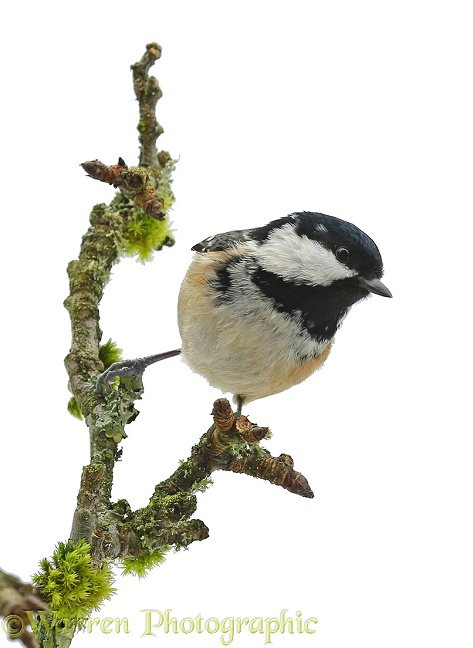Coal Tit (Parus ater) on apple twig, white background
