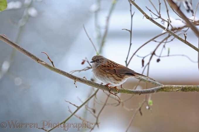 Dunnock (Prunella modularis) in winter