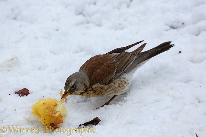 Fieldfare (Turdus pilaris) eating apple in snow
