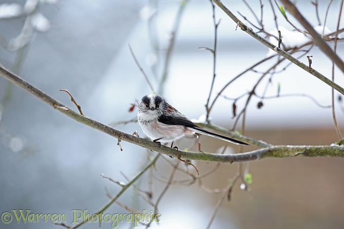 Long-tailed Tit (Aegithalos caudatus) in winter