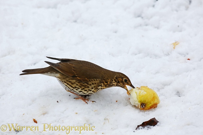 Song Thrush (Turdus philomelos) in snow eating apple