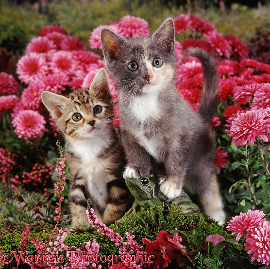 Blue-cream and tabby kittens, 8 weeks old, with frog ornament and pink chrysanthemums