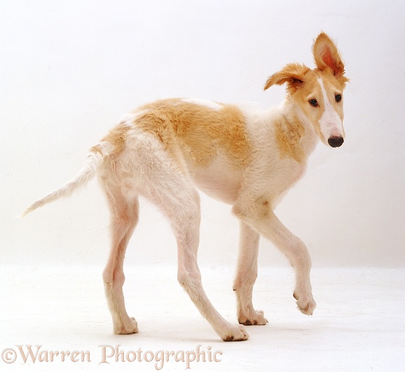 Borzoi pup, Aloyisous, 12 weeks old, white background