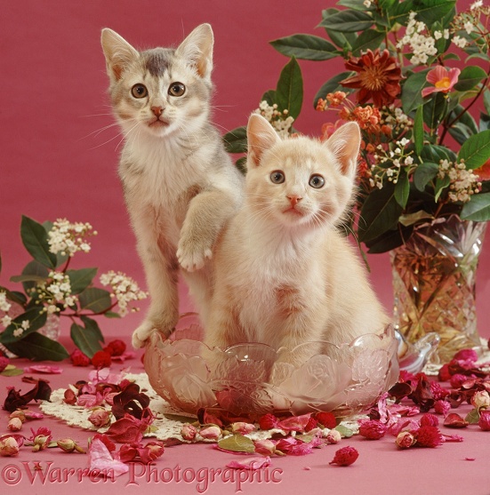 Ticked tabby and cream kittens, 9 weeks old, has been playing with pot pourri in a glass bowl