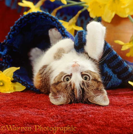 Tabby-tortoiseshell-and-white kitten, 10 weeks old, lying on its back in blue bag with daffodils