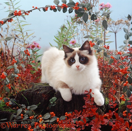 Young Ragdoll cat among colourful autumn plants