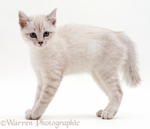 Sepia kitten in defensive posture, white background