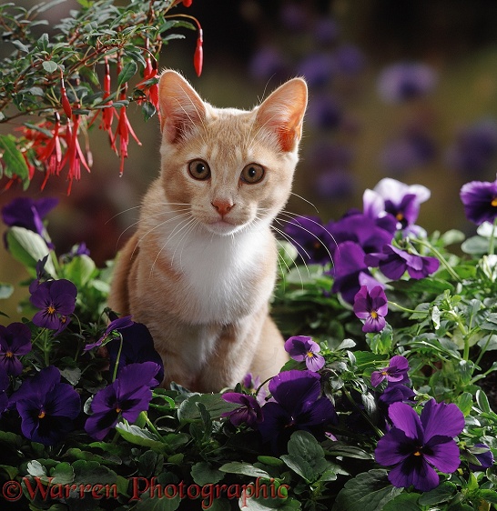 Cream Burmese-cross cat among purple pansies and fuchsias
