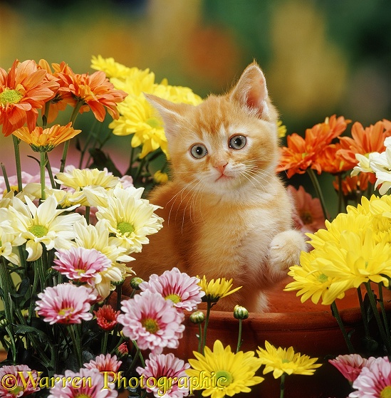 Red 'Burmilla' kitten Sunny among bright yellow, cream, russet and pink chrysanths