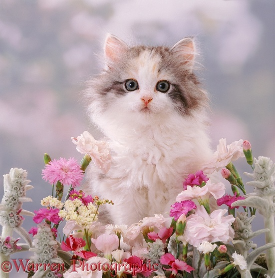 Fluffy kitten, 8 weeks old, among pink flowers
