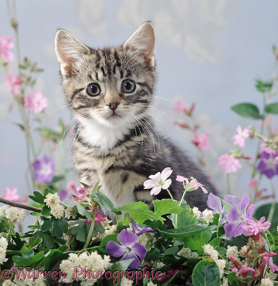 Portrait of tabby kitten among periwinkles, red campions and other flowers